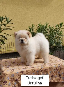 Chow Chow - Urzulina