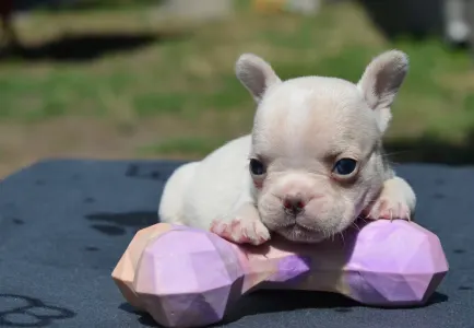 French Bulldog - Elke