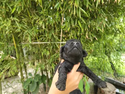 Poodle Medium - Apród