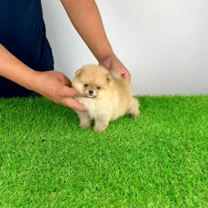 Pomeranian - Siena