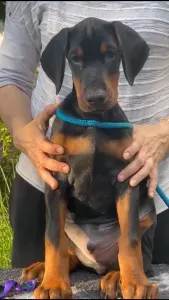 Dobermann - Boing Di Bomanite