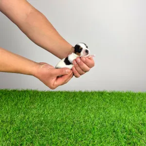 Biewer Terrier - Rolly