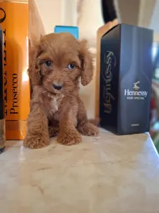 Cavapoo - Cavapoo F