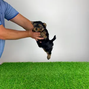 Yorkshire Terrier - Wiwi