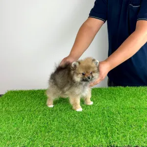 Pomeranian - Neely
