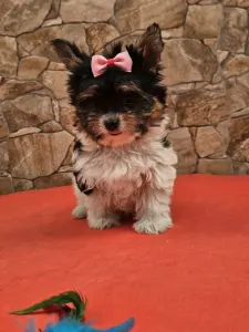Biewer Terrier - Betty