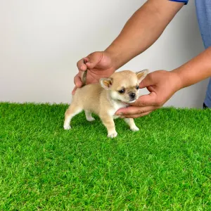 Chihuahua - Esta