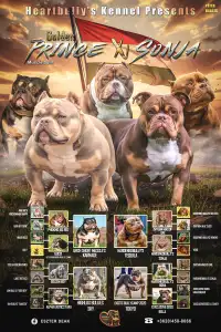 Amerikai Bully - Pocket - Minnie