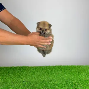 Pomeranian - Rixi