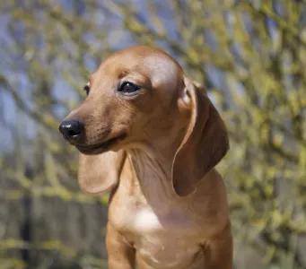 Teckel - Ms Hungary Hug Me Strongly 