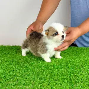 Welsh Corgi Pembroke - Chita