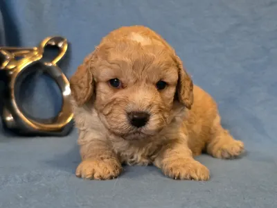 Cavapoo - Matteo