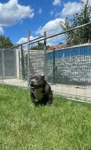 American Bully - Pocket - Tiki
