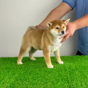 Shiba - Jana