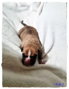 Amerikai staffordshire terrier - Garcia Of Sweet Gangland