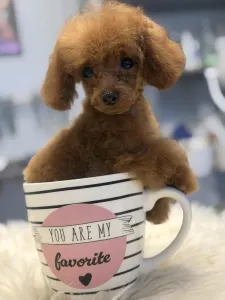 Caniche Toy - T-Rex(teacup)