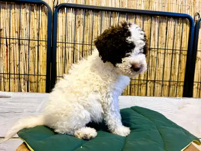 Chien d'eau romagnol - Grammi Gummi