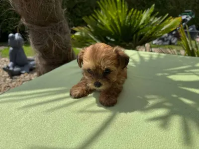 Maltipoo - Narancs