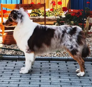 Australian Shepherd - Candybelldream Aphrodité