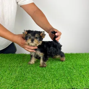 Yorkshire Terrier - Dudu