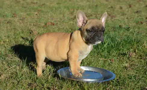 French Bulldog - Hanna