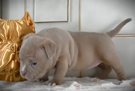 American Bully - Pocket - Zaria