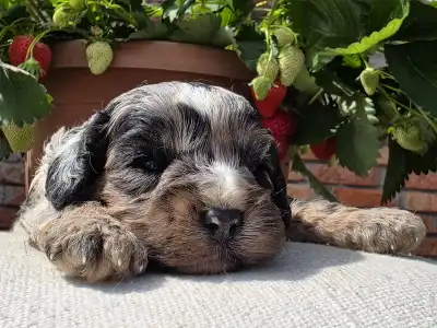 Cavapoo - Merlin