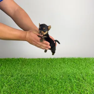 Yorkshire Terrier - Kick