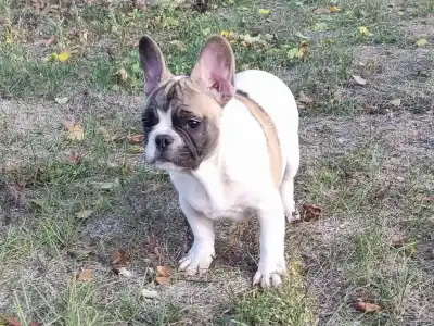 Bulldog francez - Igor "folti"