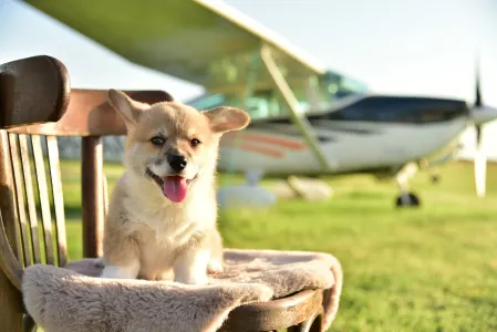 Welsh Corgi Pembroke - Gingers Heritage Duke Skyborne
