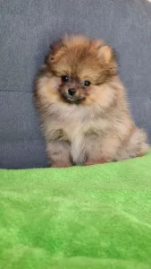 Pomeranian - Muffin 