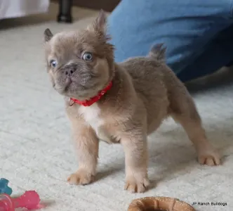 French Bulldog - Kirby Fluffy