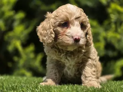 Cavapoo - Terence