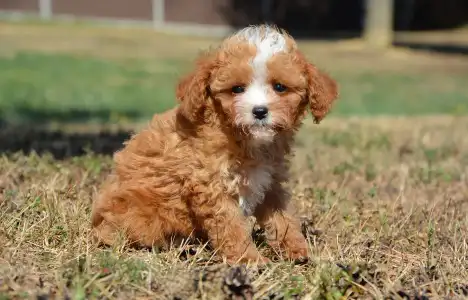 Cavapoo - Rolex( Toy Size)