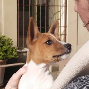 Basenji - Bambú De Las Verás Del Fresno 