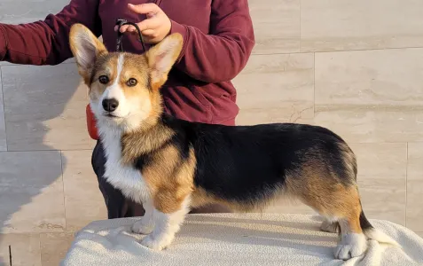 Welsh Corgi Pembroke - Hermes The Playful From Farm Of Happy Dogs