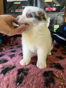 Border Collie - Red Merle Szuka