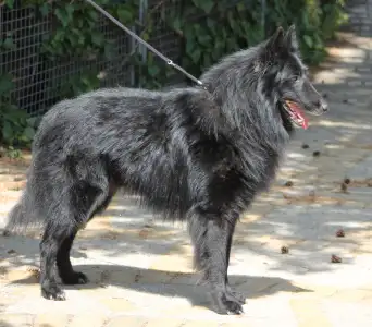 Belgischer Schäferhund - De La Terre Sauvage