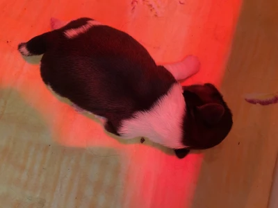 Shih Tzu - Benson