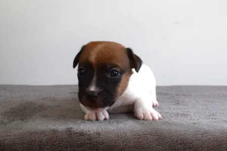 Jack Russell Terrier - Xito