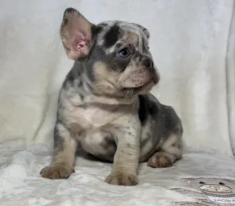 French Bulldog - Brúnó