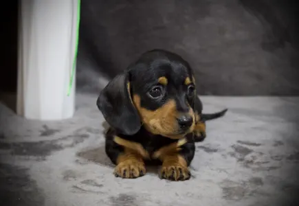 Dackel - Black Spot Hug Me Strongly