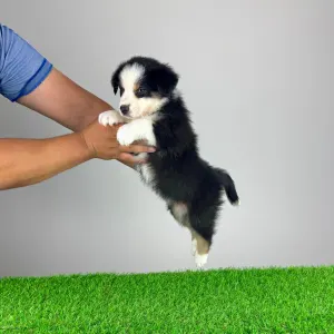 Australian Shepherd - Veron