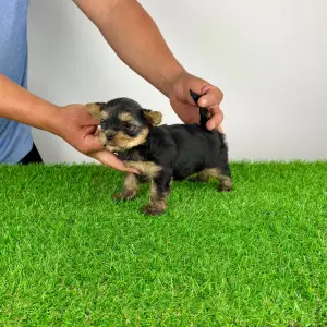 Yorkshire Terrier - Wolke