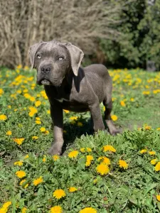 Cane Corso Italiano - Ralph