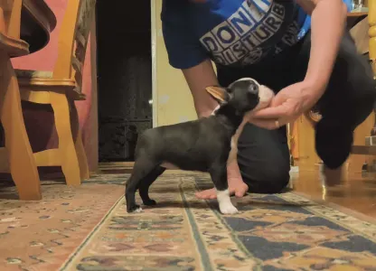 Bostonský teriér - Kiara