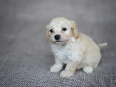 Maltipoo - Pepper