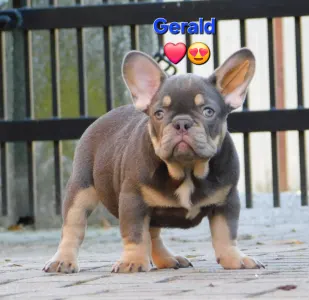 Francuski buldog - Gerald