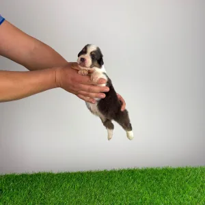 Australian Shepherd - Djambo