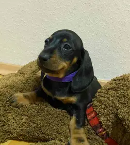 Tacskó - Miss Purple